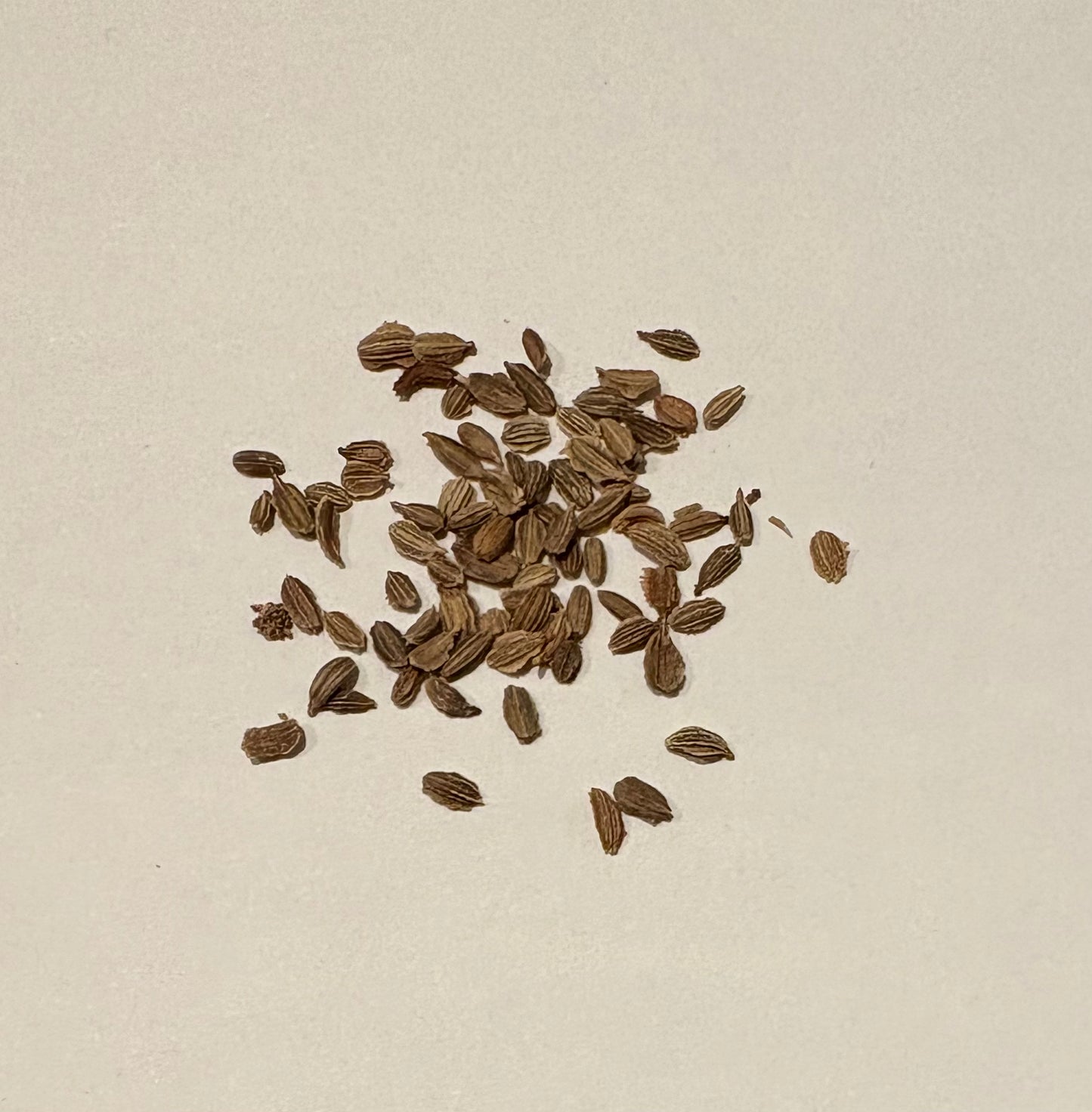 Nantes Coreless Carrot Seeds