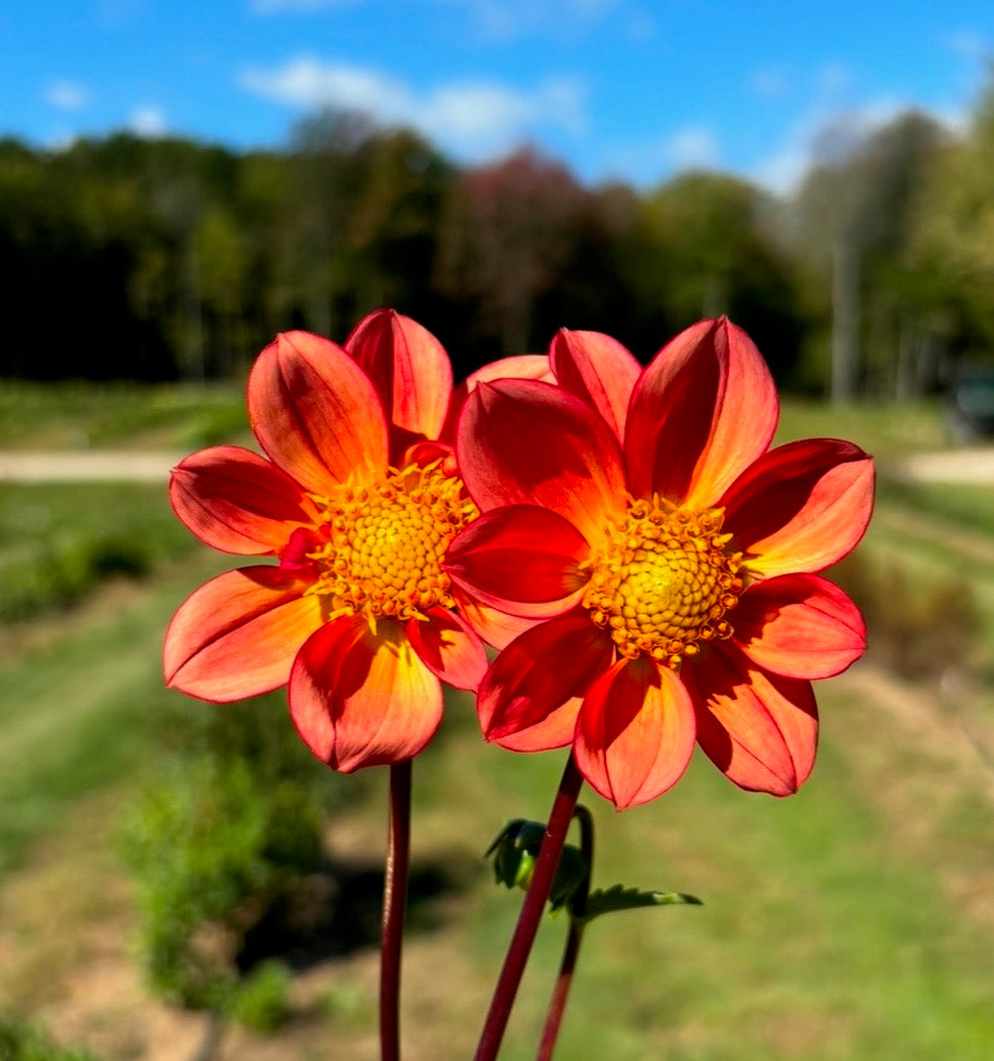 Dahlia Seeds