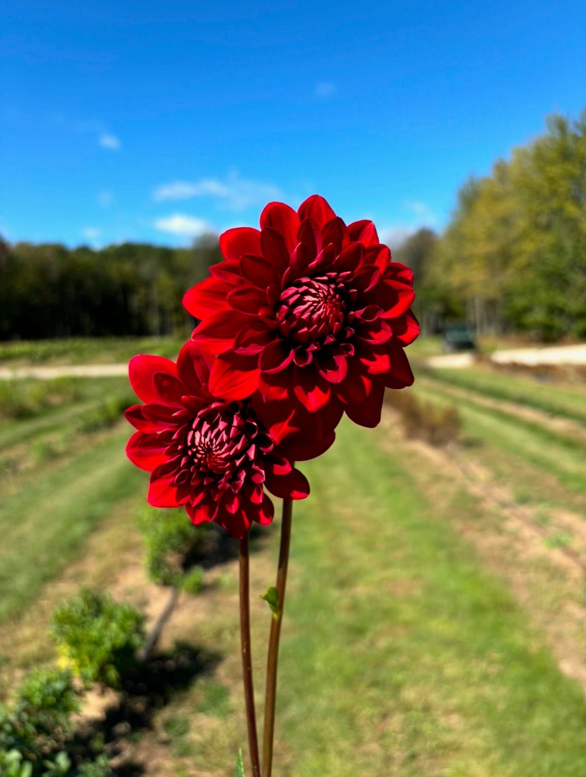 Dahlia Seeds