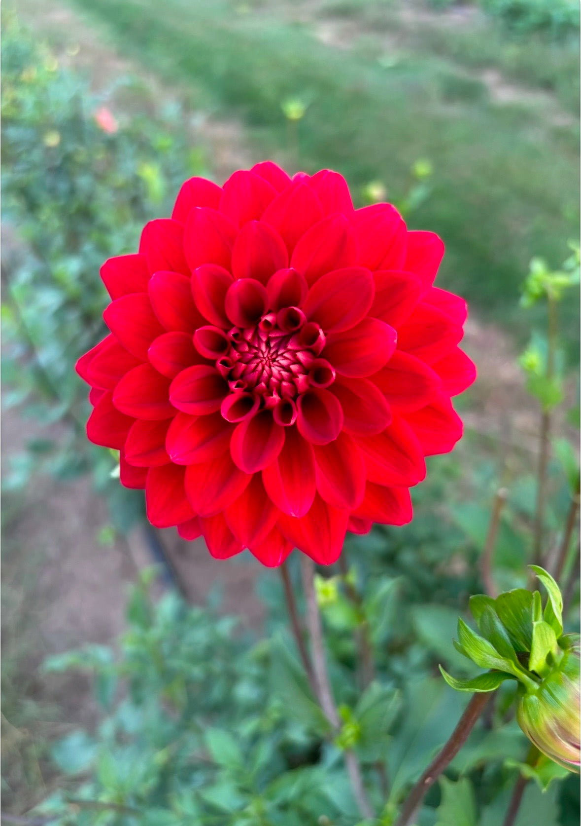 Dahlia Seeds