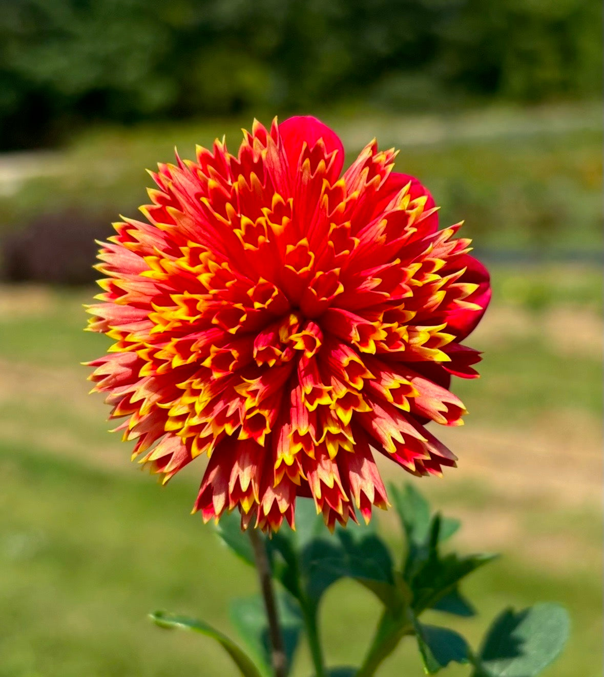 Dahlia Seeds