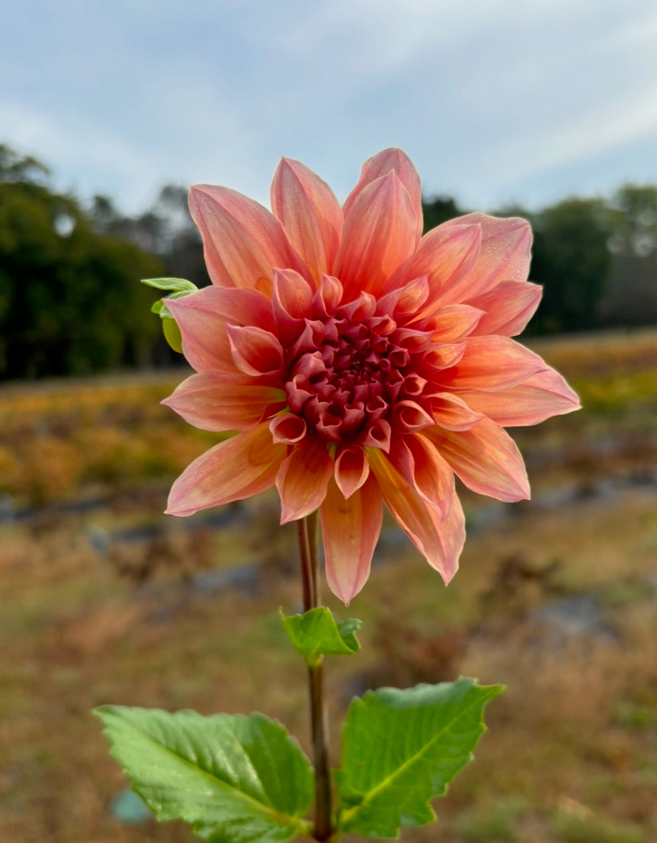 Dahlia Seeds