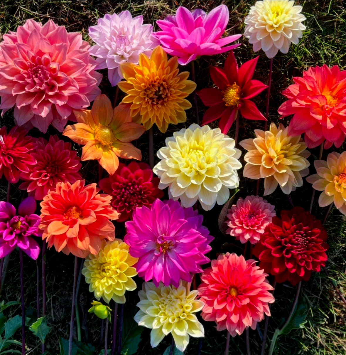 Dahlia Seeds
