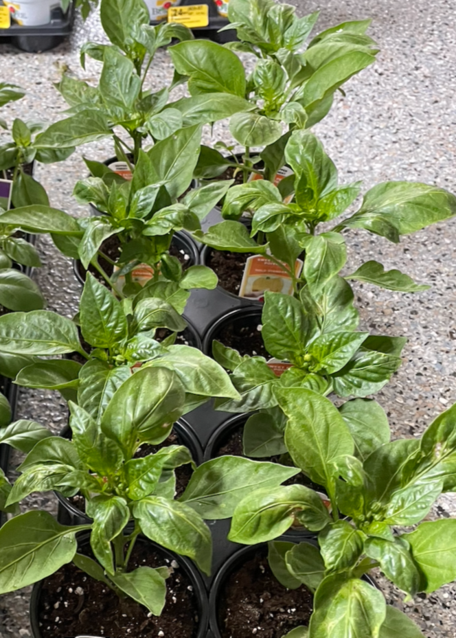 Genovese Basil Seeds
