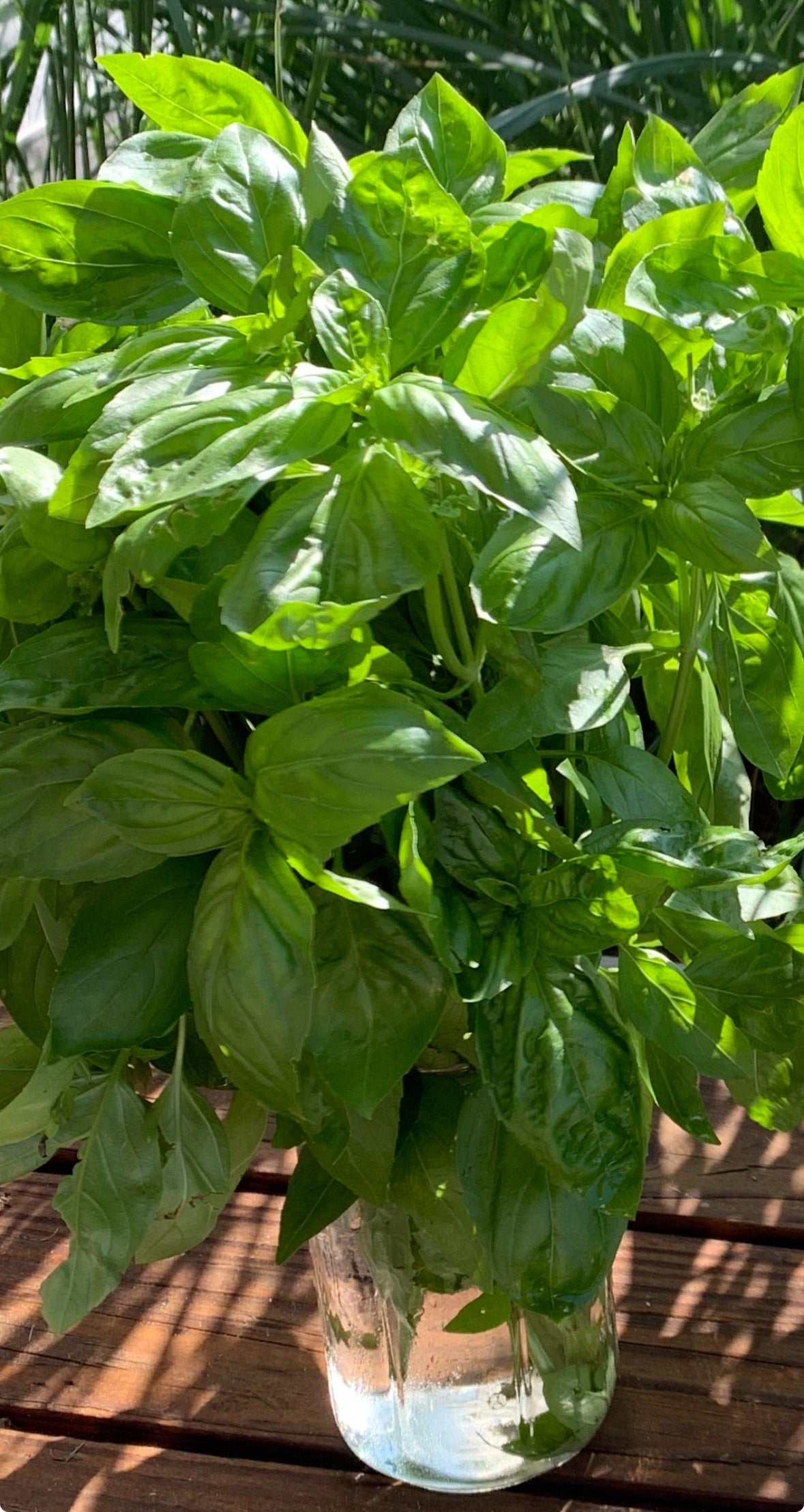 Genovese Basil Seeds